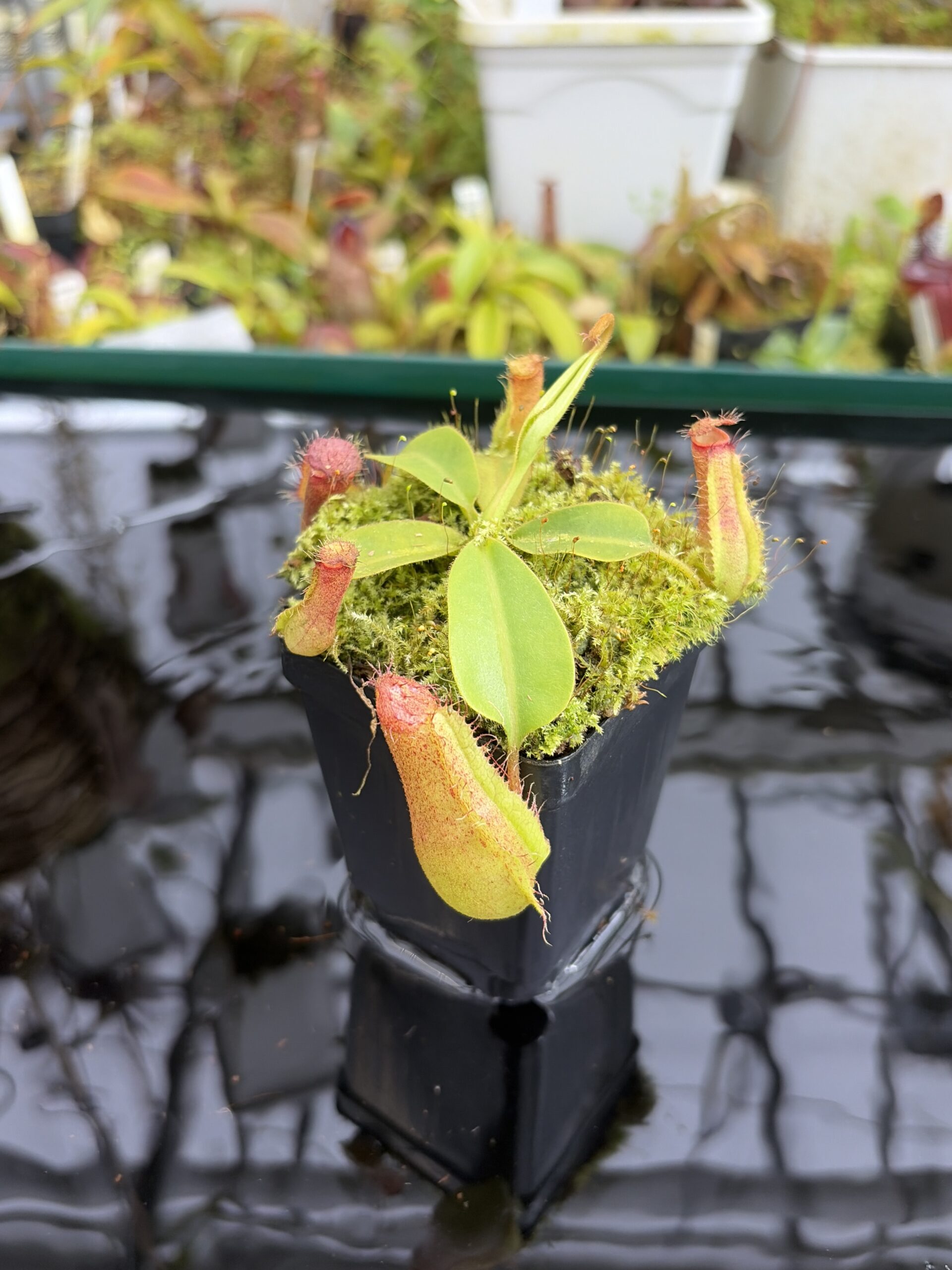 Close Up of Nepenthes (boschiana x veitchii (m) Bario - squat, pink) x (lowii x truncata - giant) | Florae | Florae Collaborative | FC-397.10 | IN27353