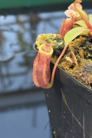 Close Up of Nepenthes boschiana x villosa | Clone 18 | Jeremiah Harris | JH-366.18 | IN27283