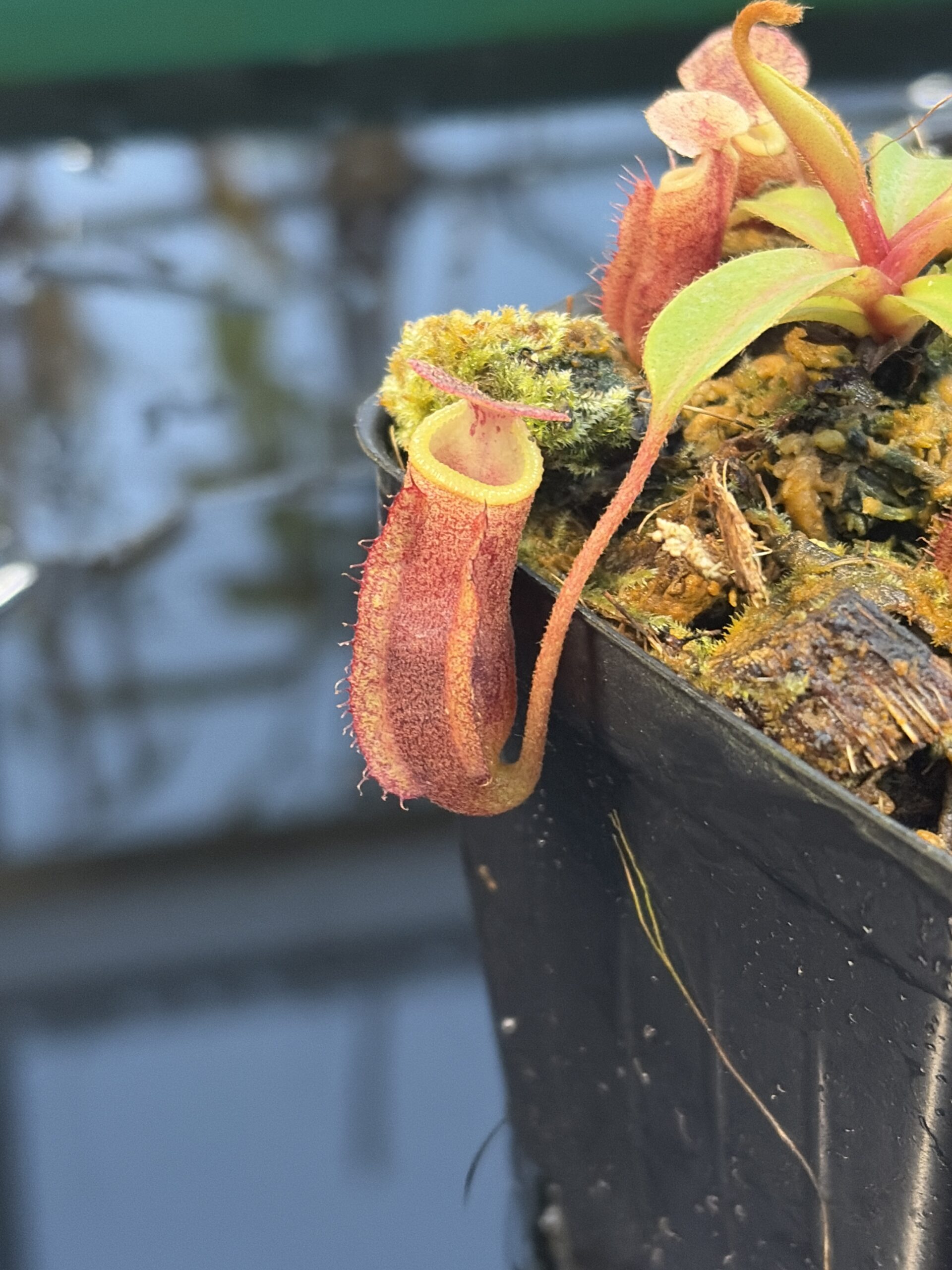 Close Up of Nepenthes boschiana x villosa | Clone 18 | Jeremiah Harris | JH-366.18 | IN27283