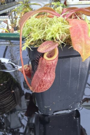 Close Up of Nepenthes boschiana x villosa | Florae Collaborative | FC-366.11 | IN27384