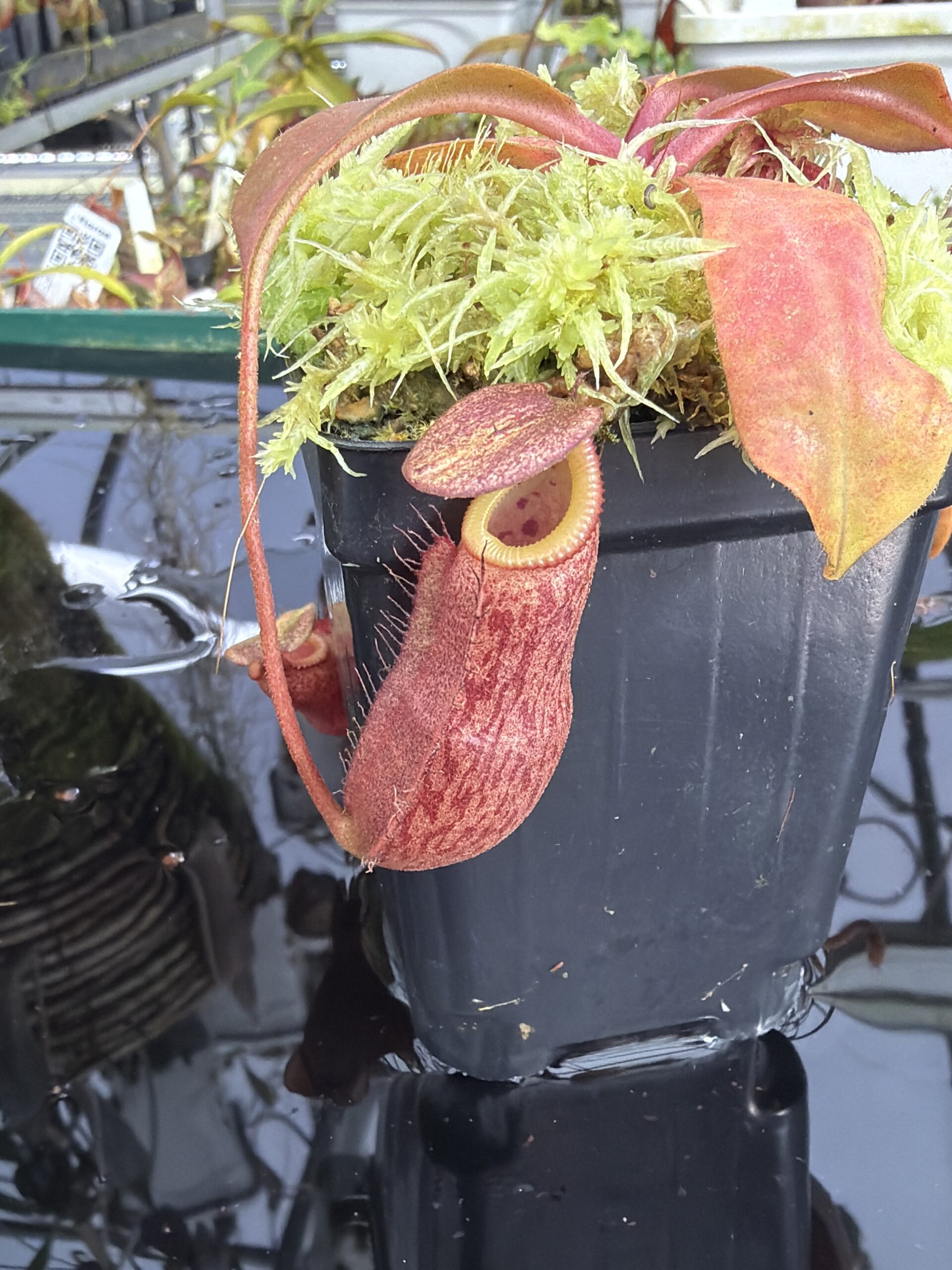 Close Up of Nepenthes boschiana x villosa | Florae Collaborative | FC-366.11 | IN27384