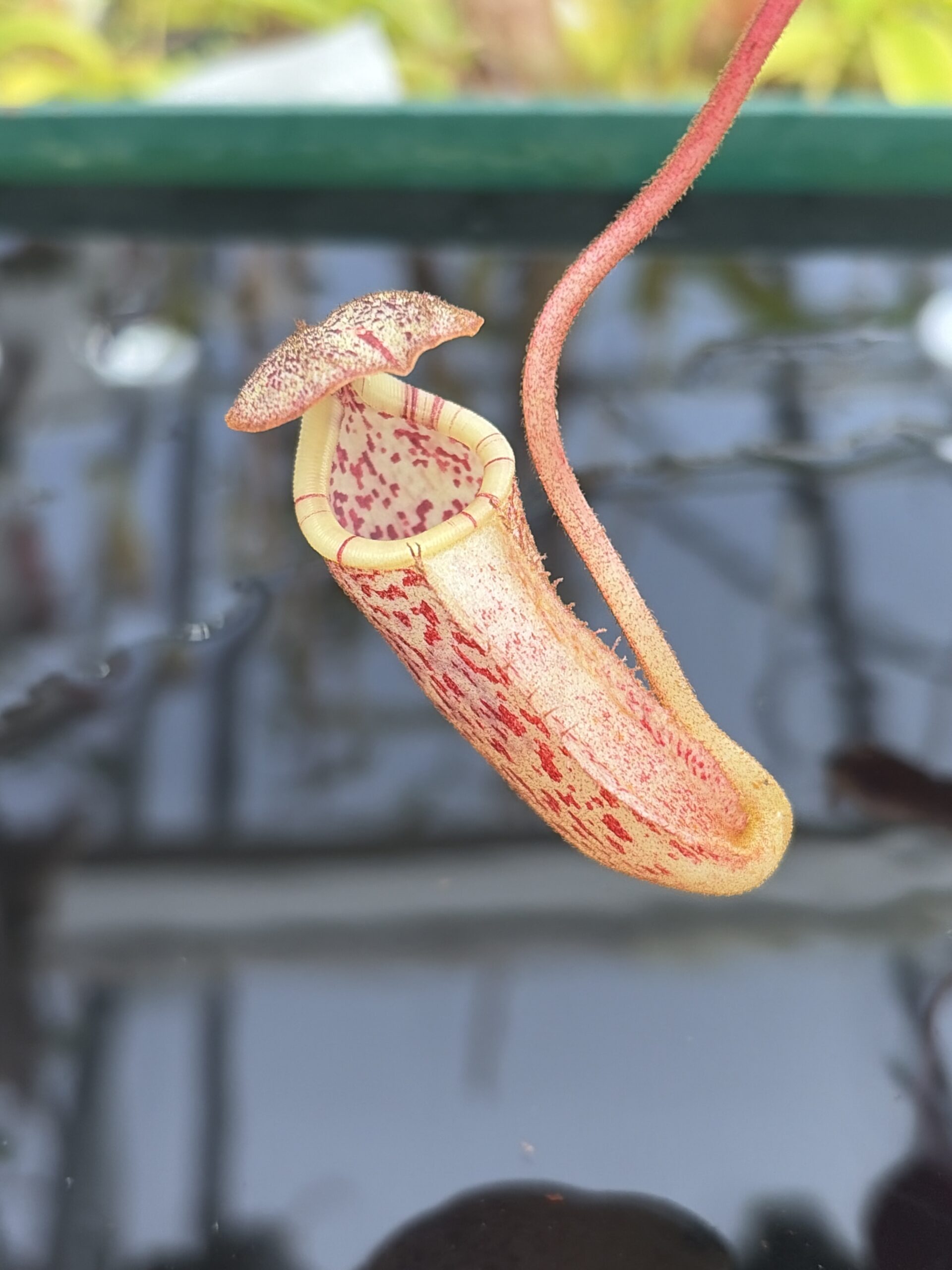 Close Up of Nepenthes burbidgeae | Borneo Exotics | BE-3873 | H27401