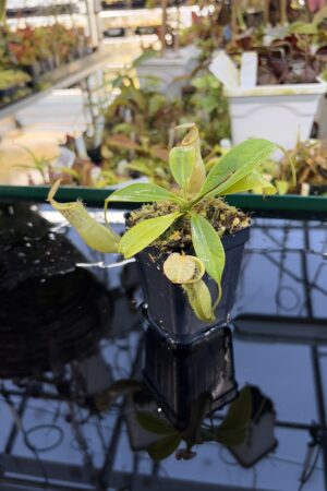 Close Up of Nepenthes burbidgeae x campanulata | Borneo Exotics | BE-3564 | IN27253