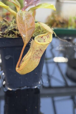 Close Up of Nepenthes burbidgeae x campanulata | Borneo Exotics | BE-3564 | IN27259