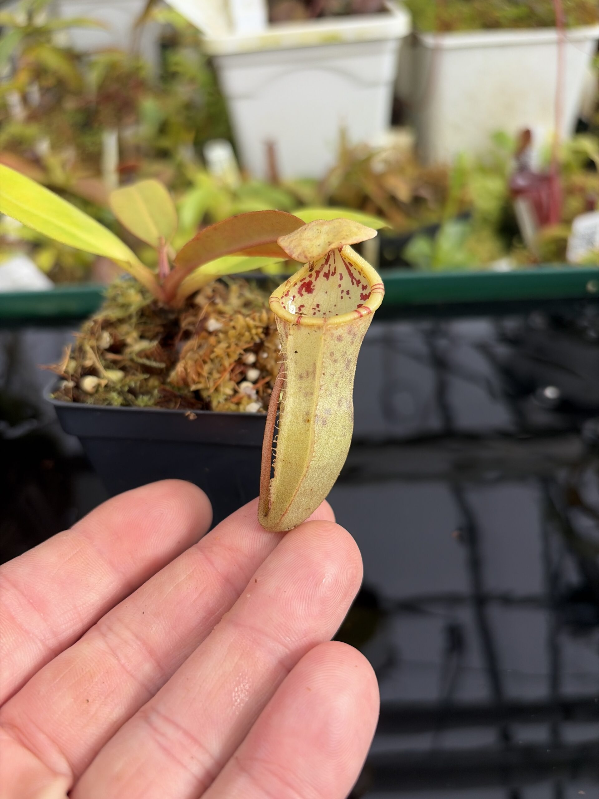 Close Up of Nepenthes burbidgeae x campanulata | Borneo Exotics | BE-3564 | IN27373