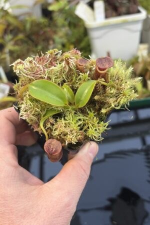 Close Up of Nepenthes (burbidgeae x lowii) x macrophylla | Andreas Wistuba | AW-ISC | H27320