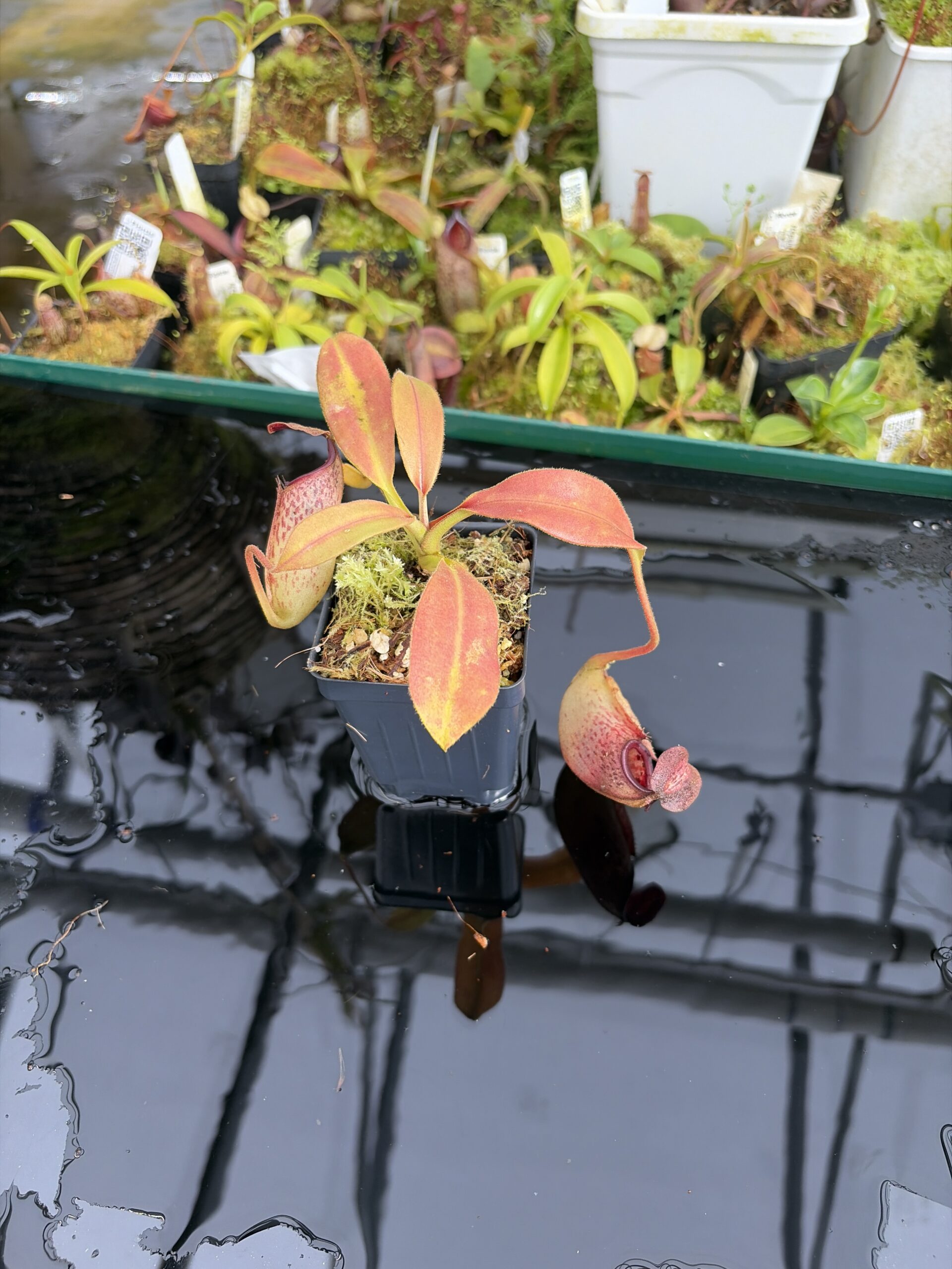 Close Up of Nepenthes burbidgeae x (maxima x talangensis) | Borneo Exotics | BE-3764 | IN27380