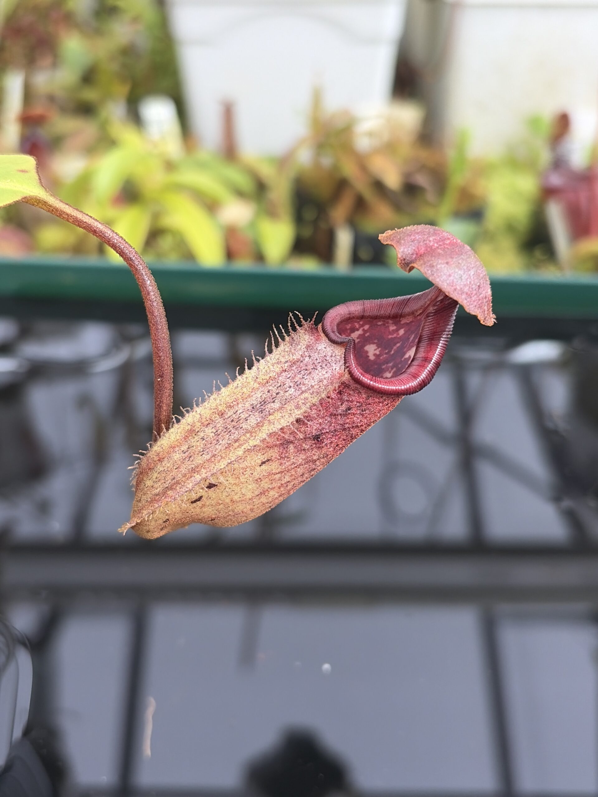 Close Up of Nepenthes burbidgeae x robcantleyi | Borneo Exotics | BE-3577 | IN27360