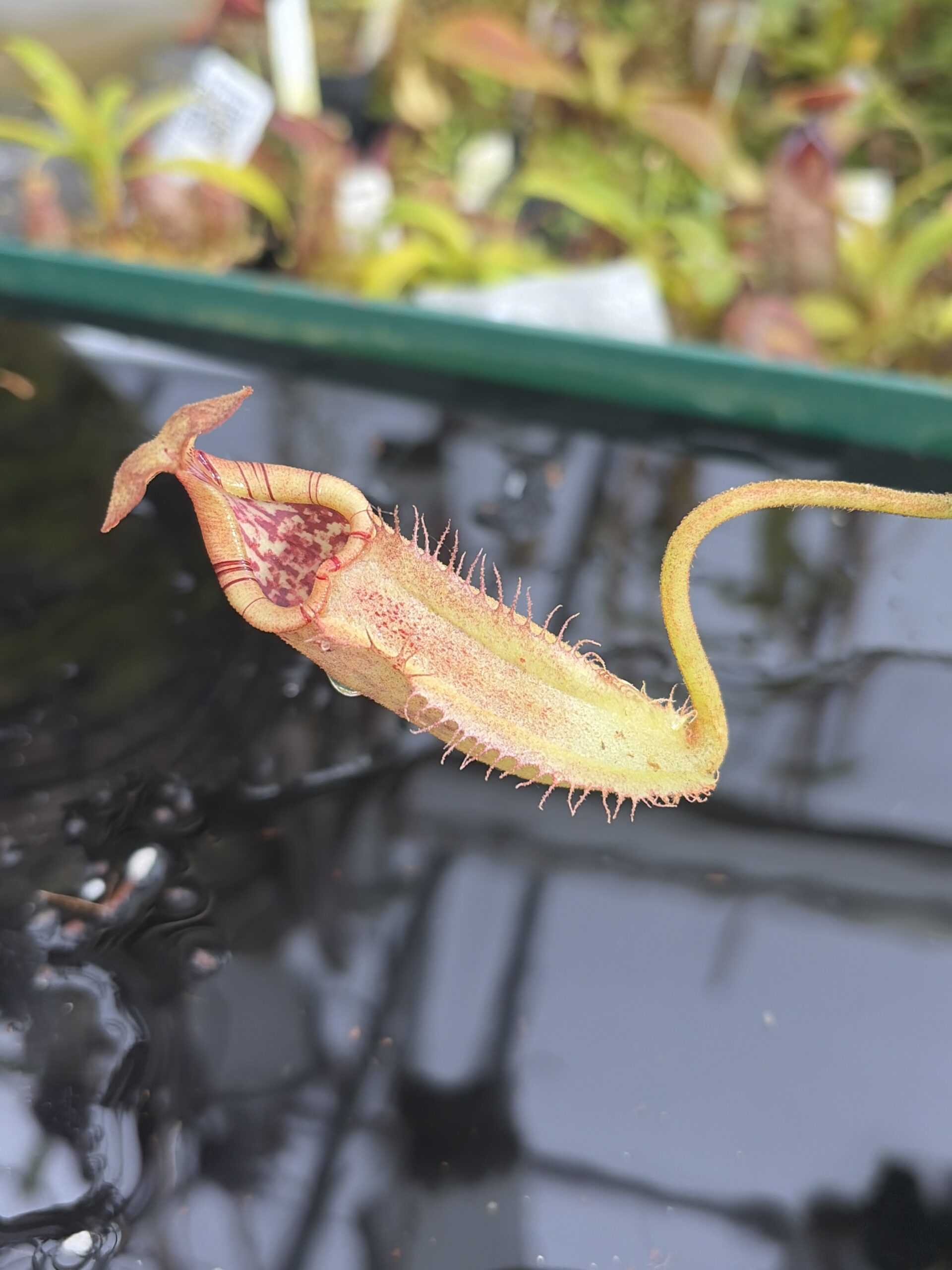 Close Up of Nepenthes burbidgeae x robcantleyi | Borneo Exotics | BE-3577 | IN27370