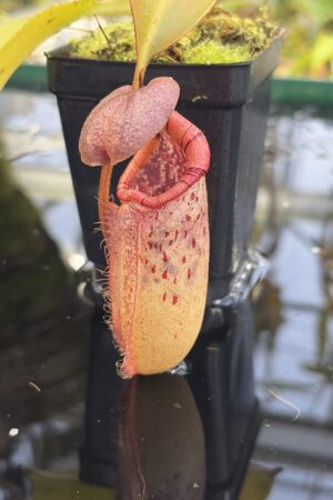 Close Up of Nepenthes burbidgeae x robcantleyi | Borneo Exotics | BE-4038 | IN27229