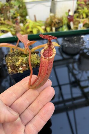 Close Up of Nepenthes burbidgeae x (veitchii x lowii) | Borneo Exotics | BE-3993 | IN27255
