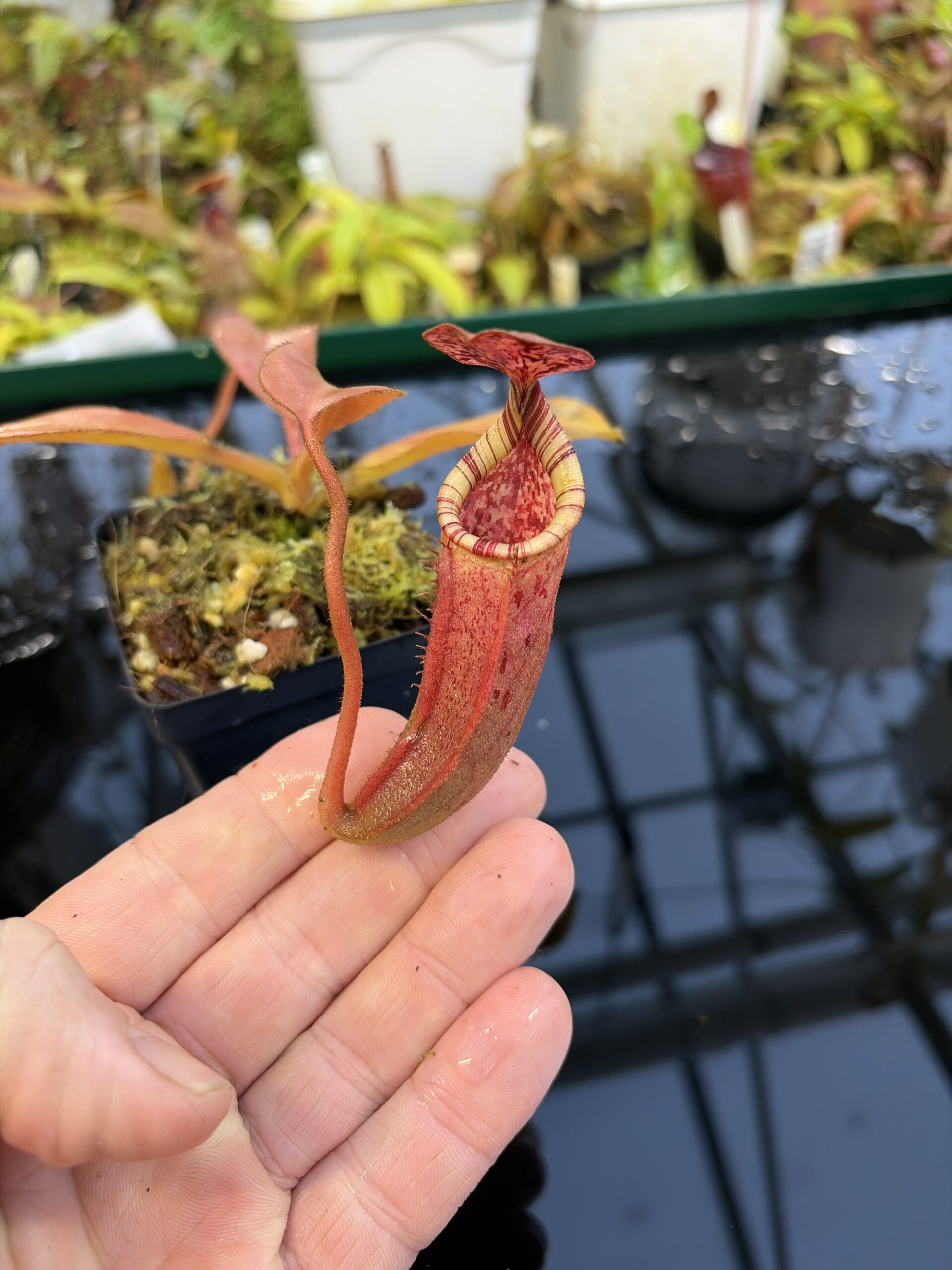 Close Up of Nepenthes burbidgeae x (veitchii x lowii) | Borneo Exotics | BE-3993 | IN27255