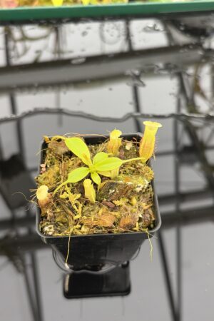 Close Up of Nepenthes burbidgeae x villosa | Florae Collaborative | FC-357.07 | H27186