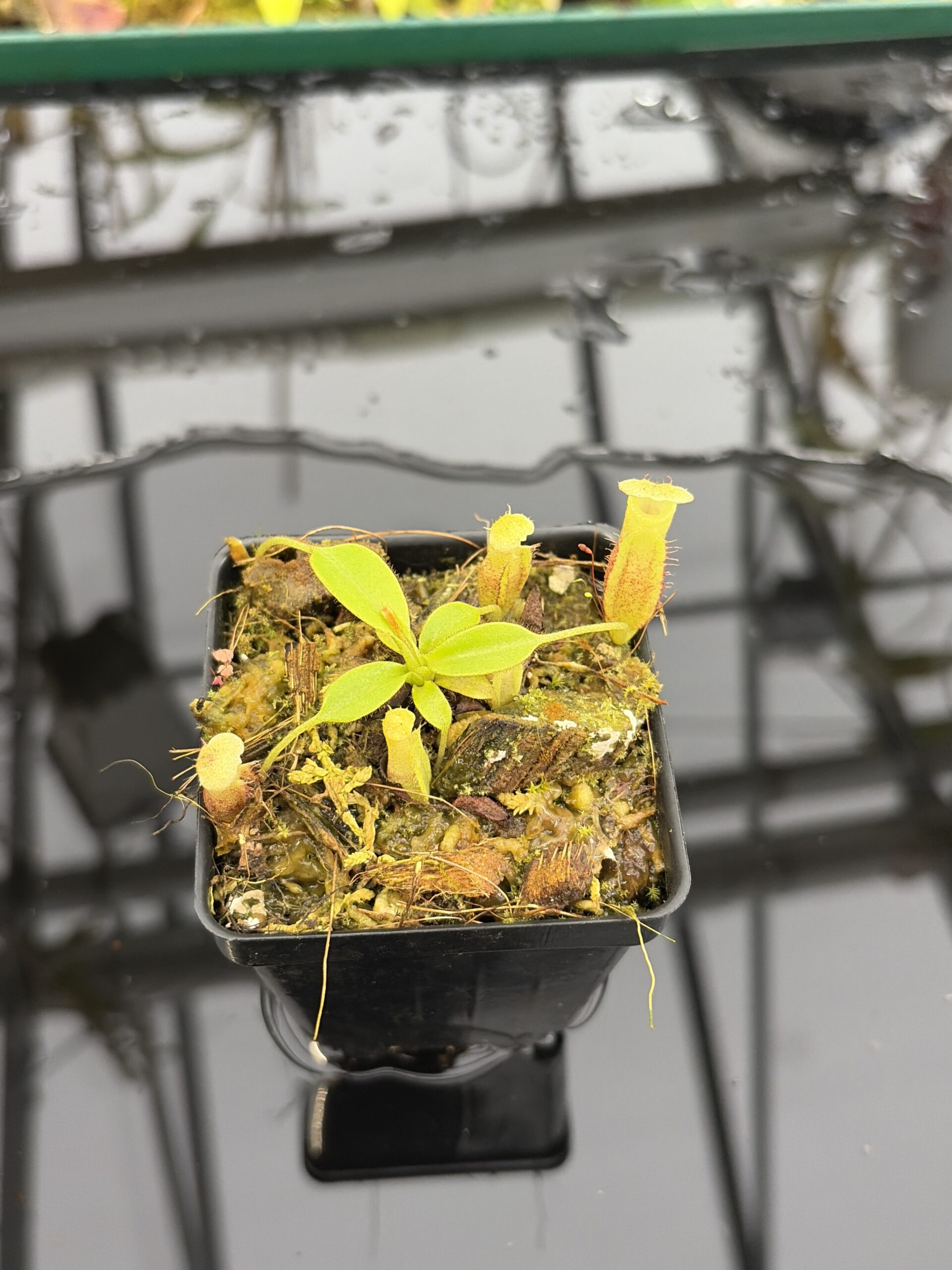 Close Up of Nepenthes burbidgeae x villosa | Florae Collaborative | FC-357.07 | H27186