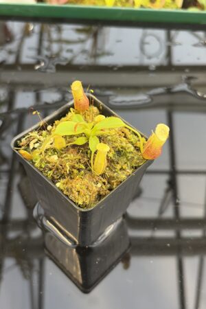 Close Up of Nepenthes burbidgeae x villosa | Florae Collaborative | FC-357.07 | H27306