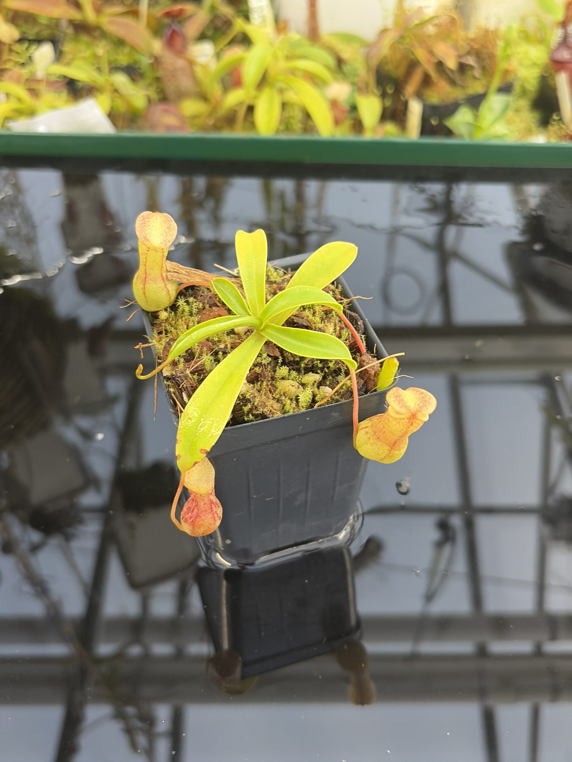 Close Up of Nepenthes burkei | Borneo Exotics | BE-4527 | H27425