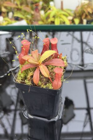 Close Up of Nepenthes burkei x (burbidgeae x edwardsiana) | Borneo Exotics | BE-4531 | H27166