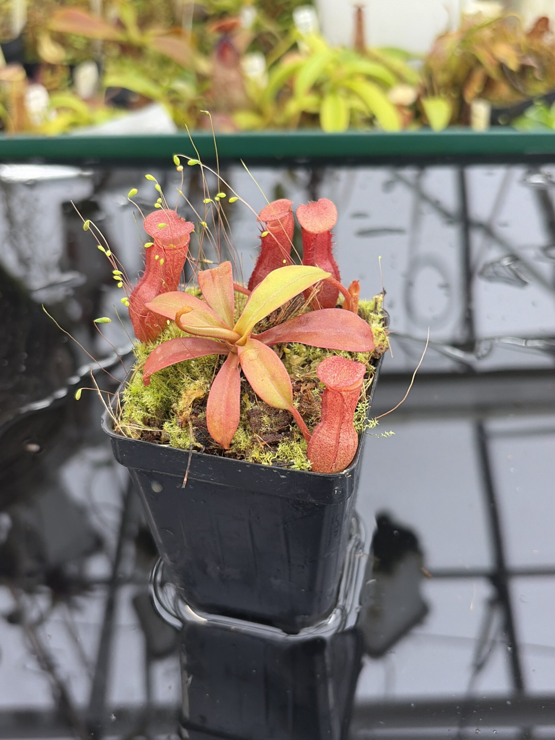 Close Up of Nepenthes burkei x (burbidgeae x edwardsiana) | Borneo Exotics | BE-4531 | H27166