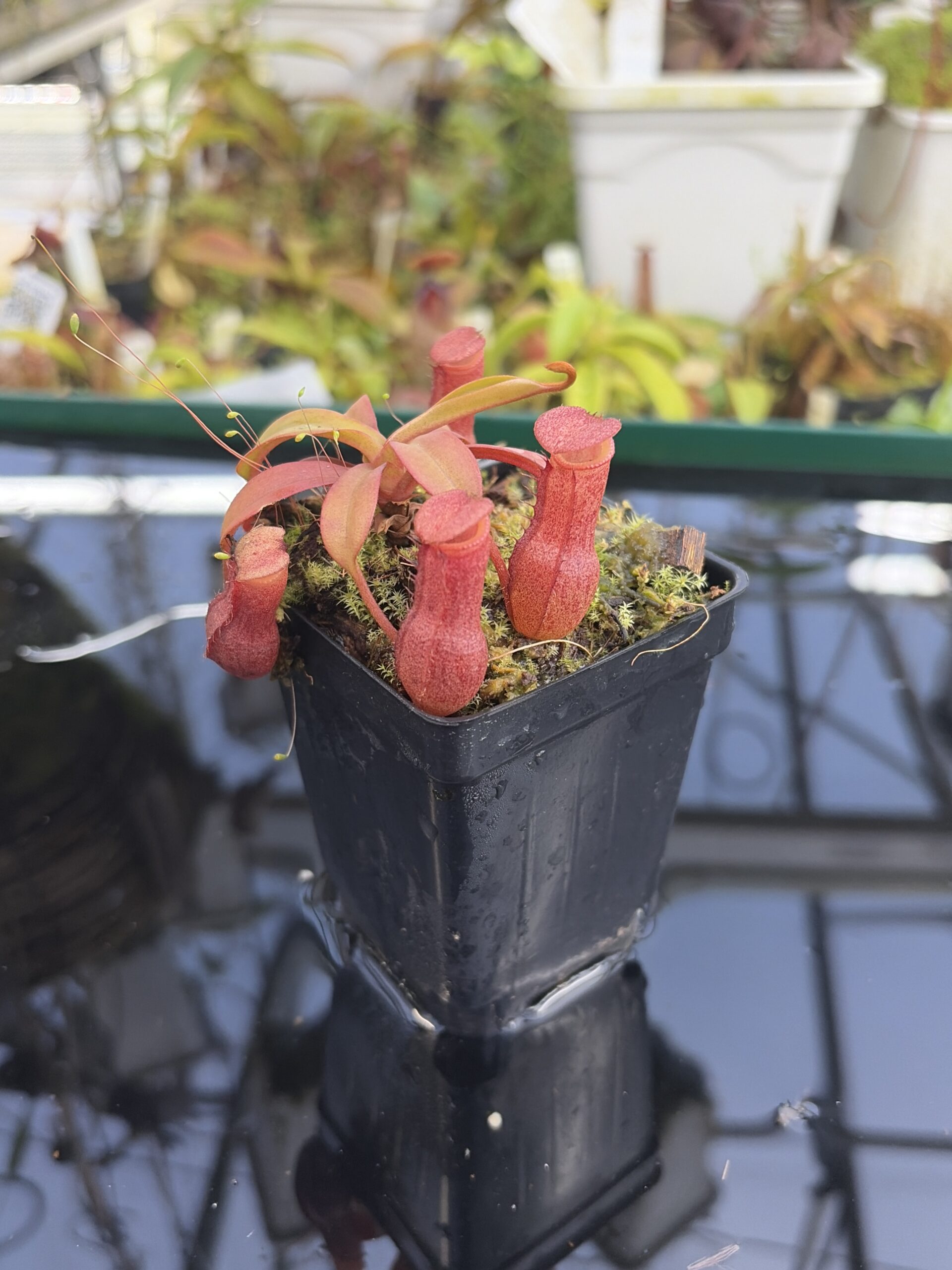 Close Up of Nepenthes burkei x (burbidgeae x edwardsiana) | Borneo Exotics | BE-4531 | H27421