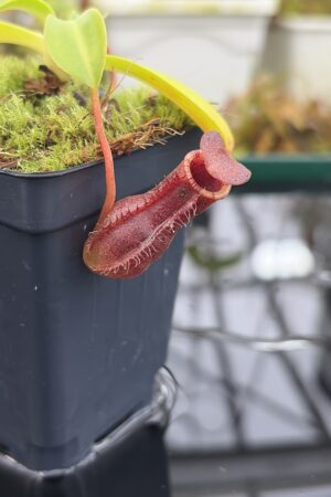 Close Up of Nepenthes burkei x lowii | Borneo Exotics | BE-4669 | IN27163