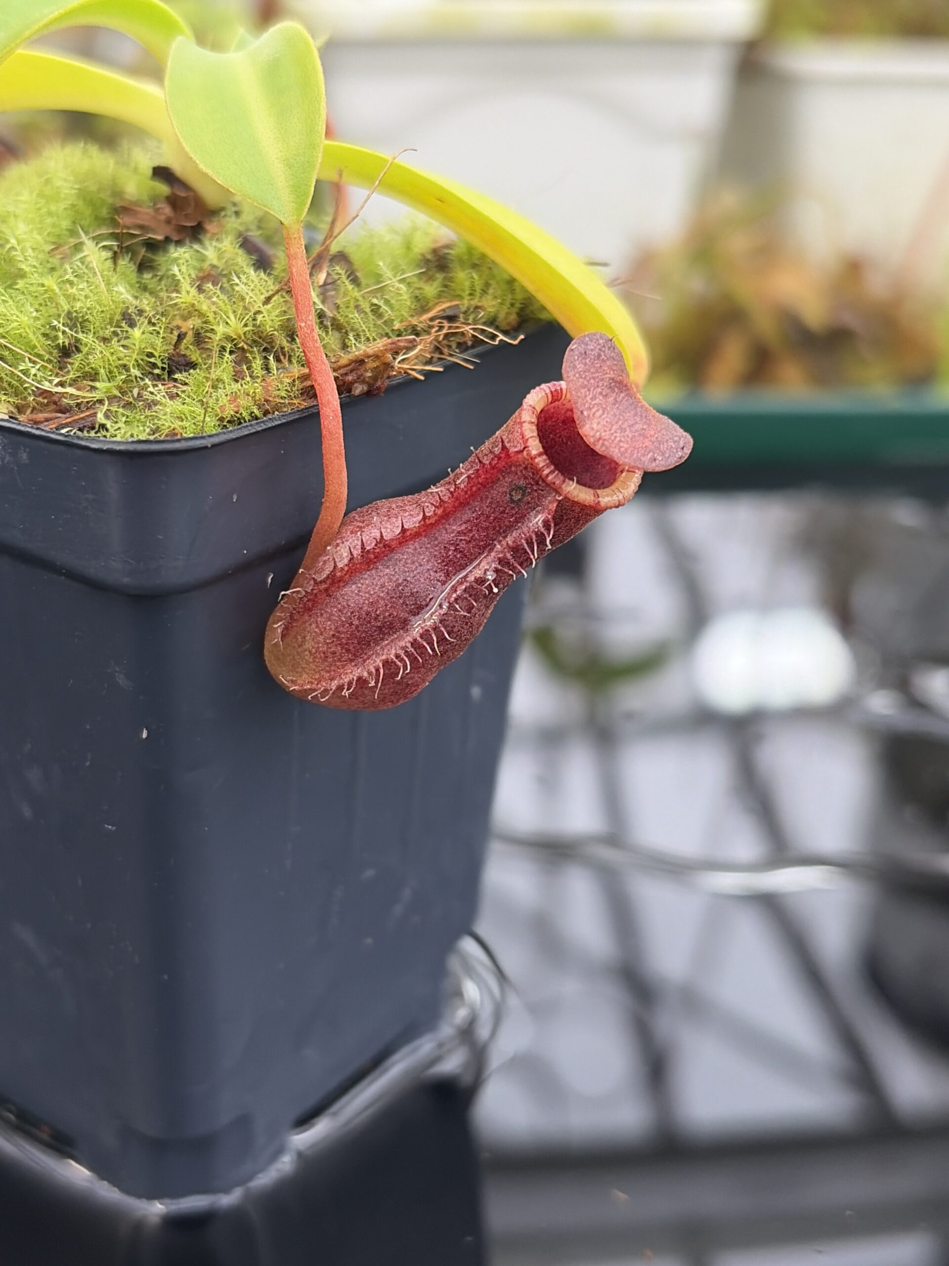 Close Up of Nepenthes burkei x lowii | Borneo Exotics | BE-4669 | IN27163
