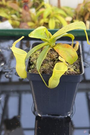 Close Up of Nepenthes campanulata | Borneo Exotics | BE-3044 | L27235
