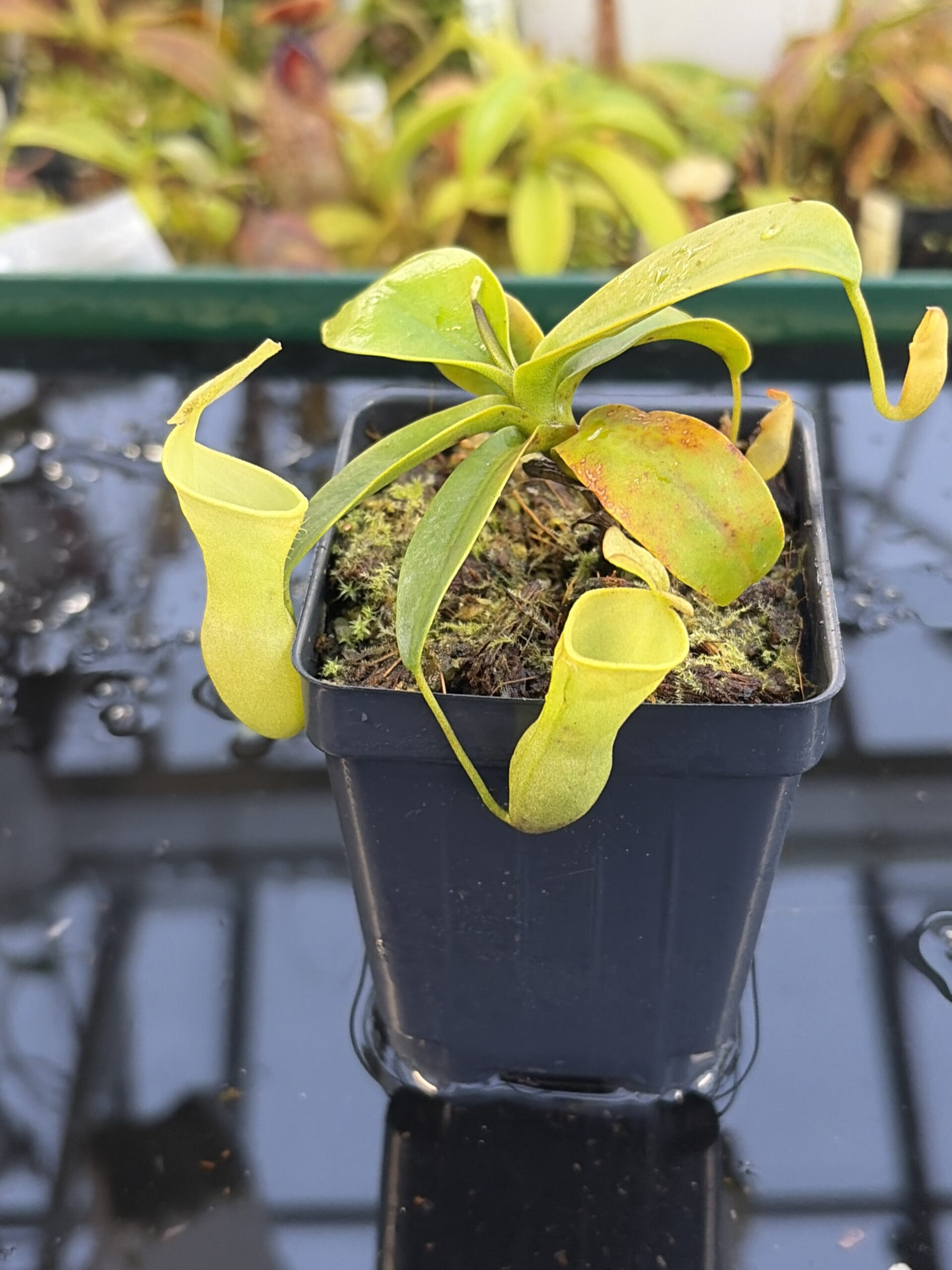 Close Up of Nepenthes campanulata | Borneo Exotics | BE-3044 | L27235