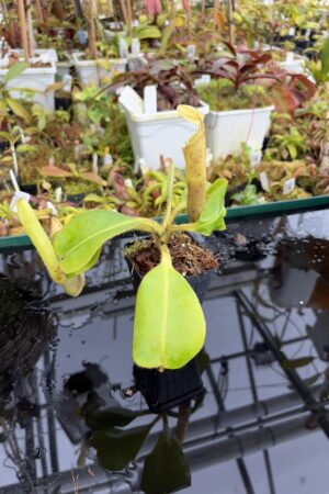 Close Up of Nepenthes chaniana | Borneo Exotics | BE-3673 | IN27215