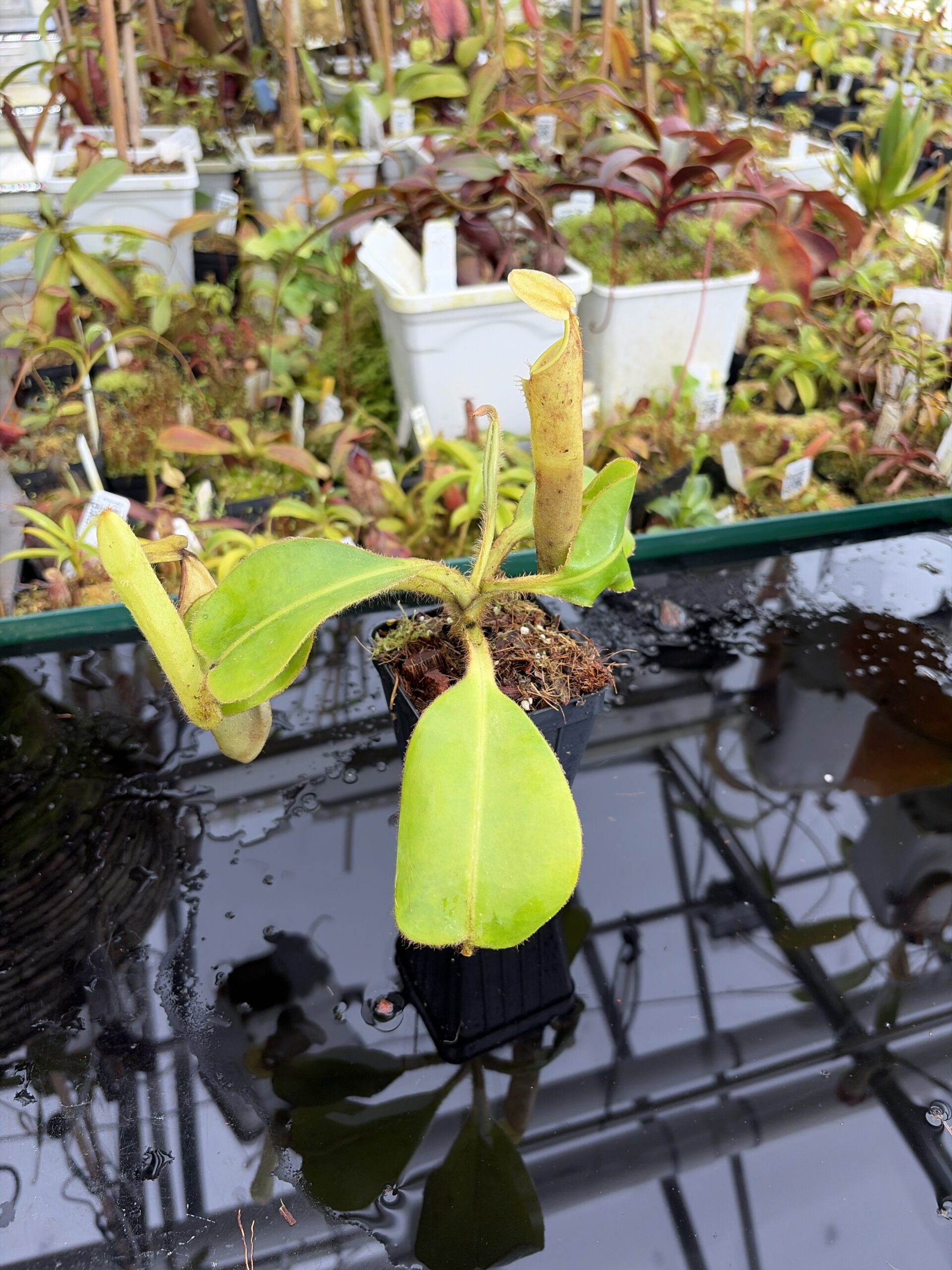 Close Up of Nepenthes chaniana | Borneo Exotics | BE-3673 | IN27215