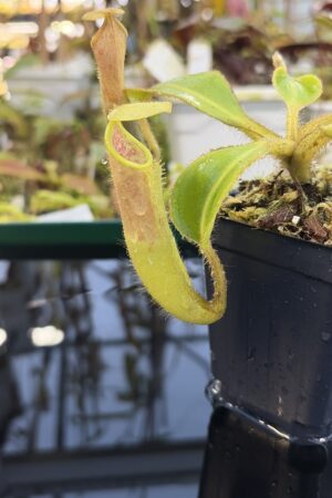 Close Up of Nepenthes chaniana | Borneo Exotics | BE-3673 | IN27249
