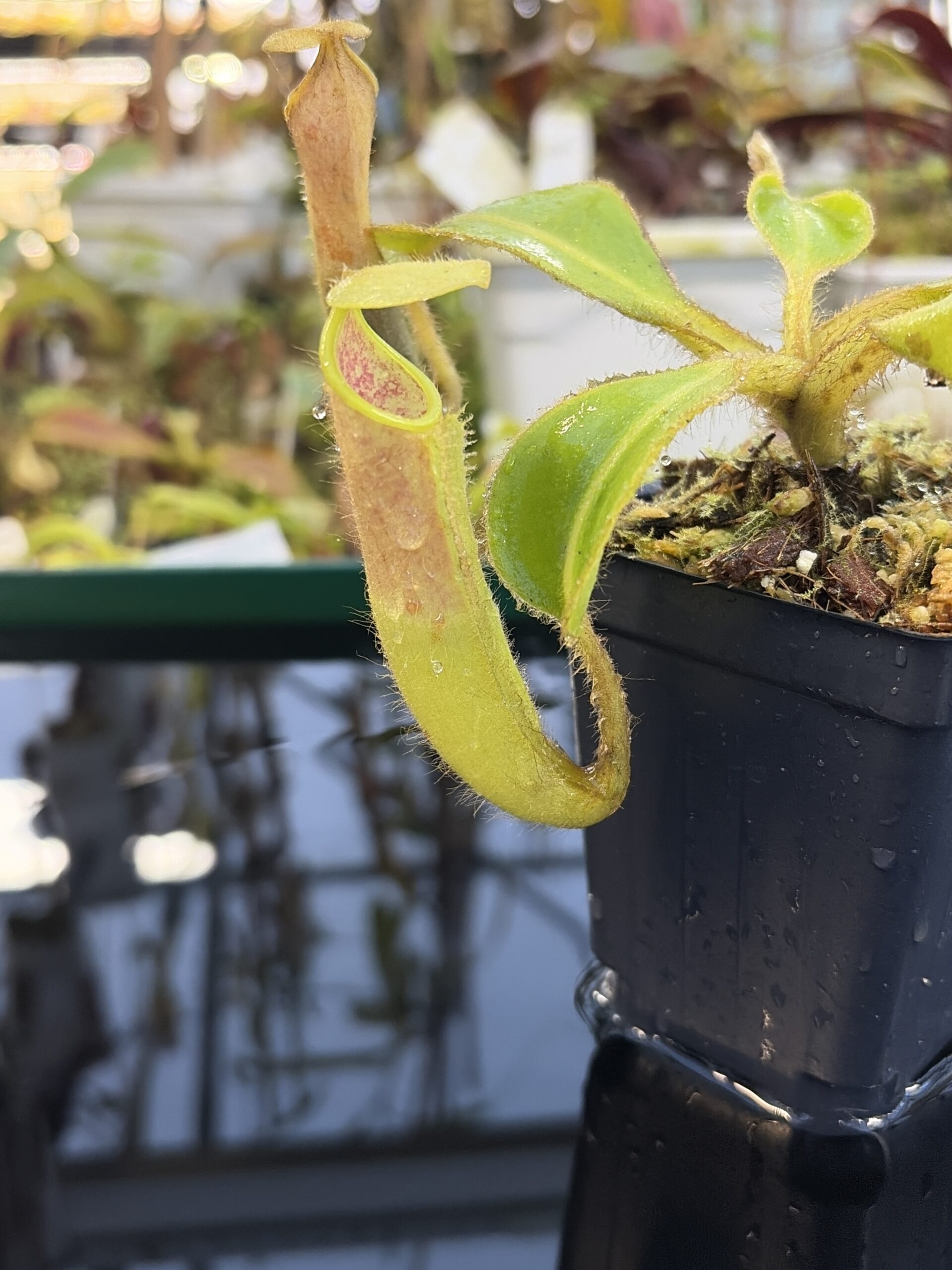 Close Up of Nepenthes chaniana | Borneo Exotics | BE-3673 | IN27249