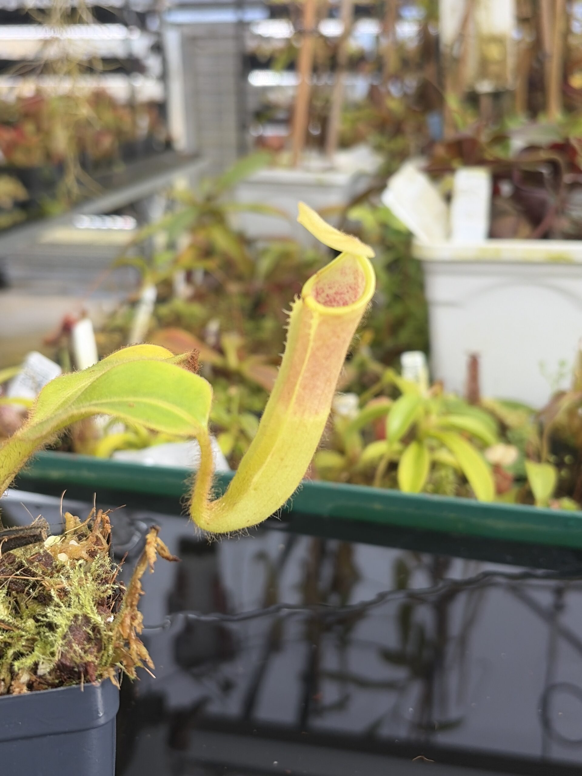 Close Up of Nepenthes chaniana | Borneo Exotics | BE-3673 | IN27368