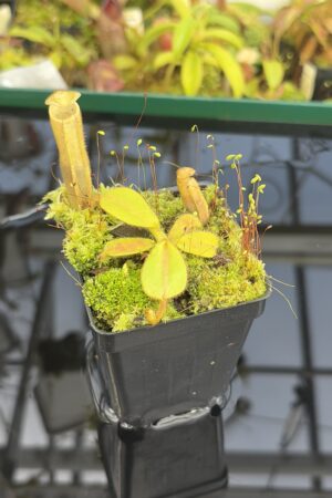 Close Up of Nepenthes chaniana x veitchii | Natural Hybrid | Florae Collaborative | FC-015.IC | H27410