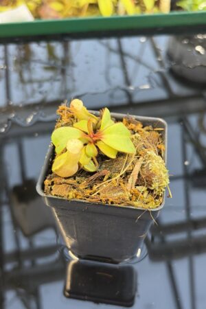 Close Up of Nepenthes clipeata | Florae | FC-265.02 | Florae Collaborative | FC-265.02 | IN27277