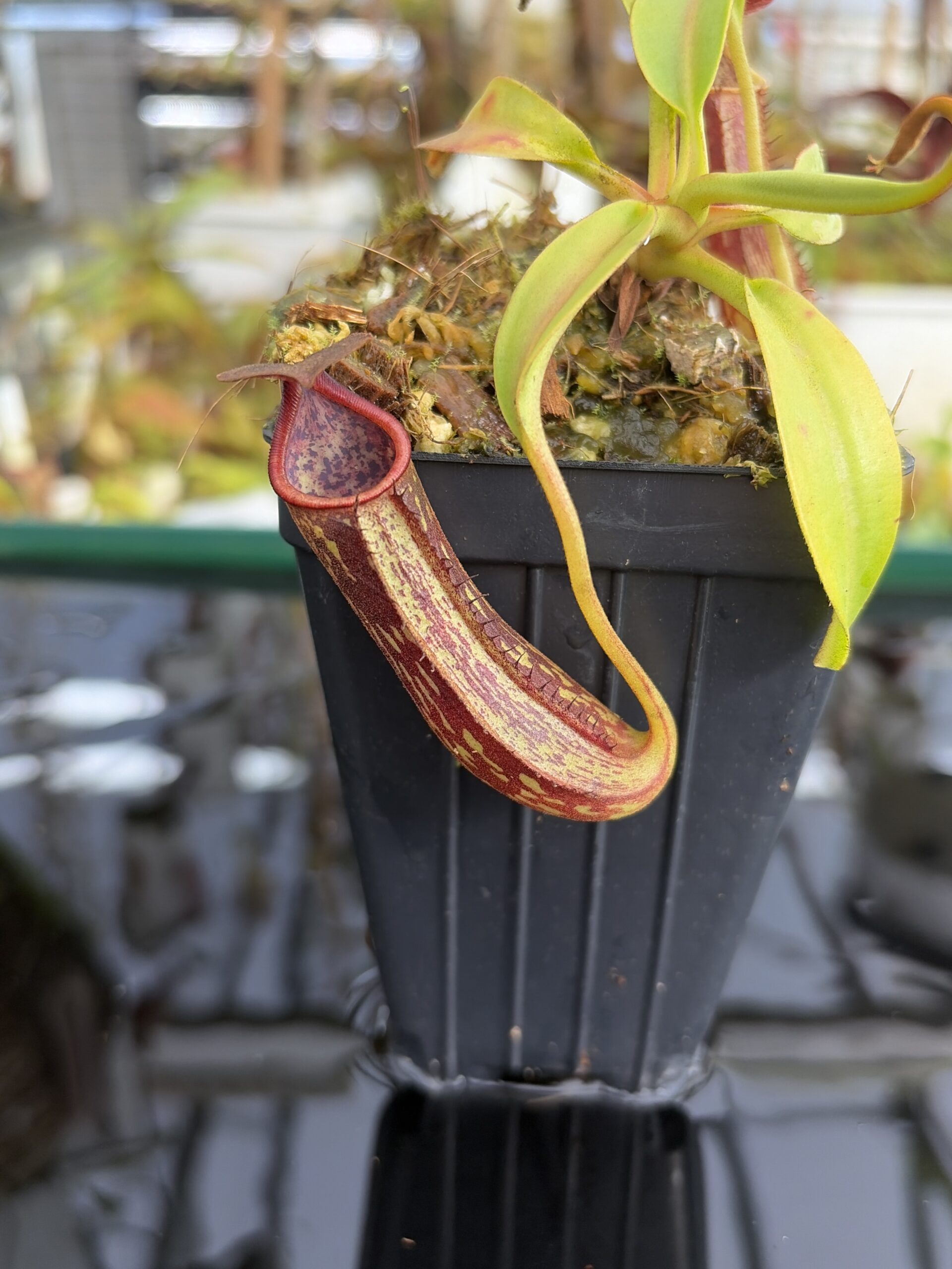 Close Up of Nepenthes copelandii | Borneo Exotics | BE-3046 | H27389
