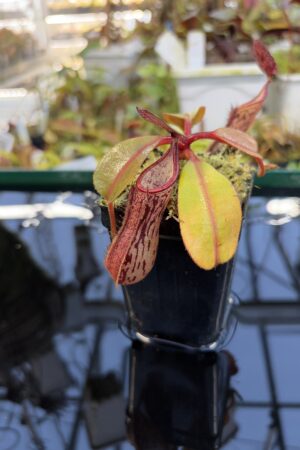 Close Up of Nepenthes dactylifera | Borneo Exotics | BE-3070 | IN27262