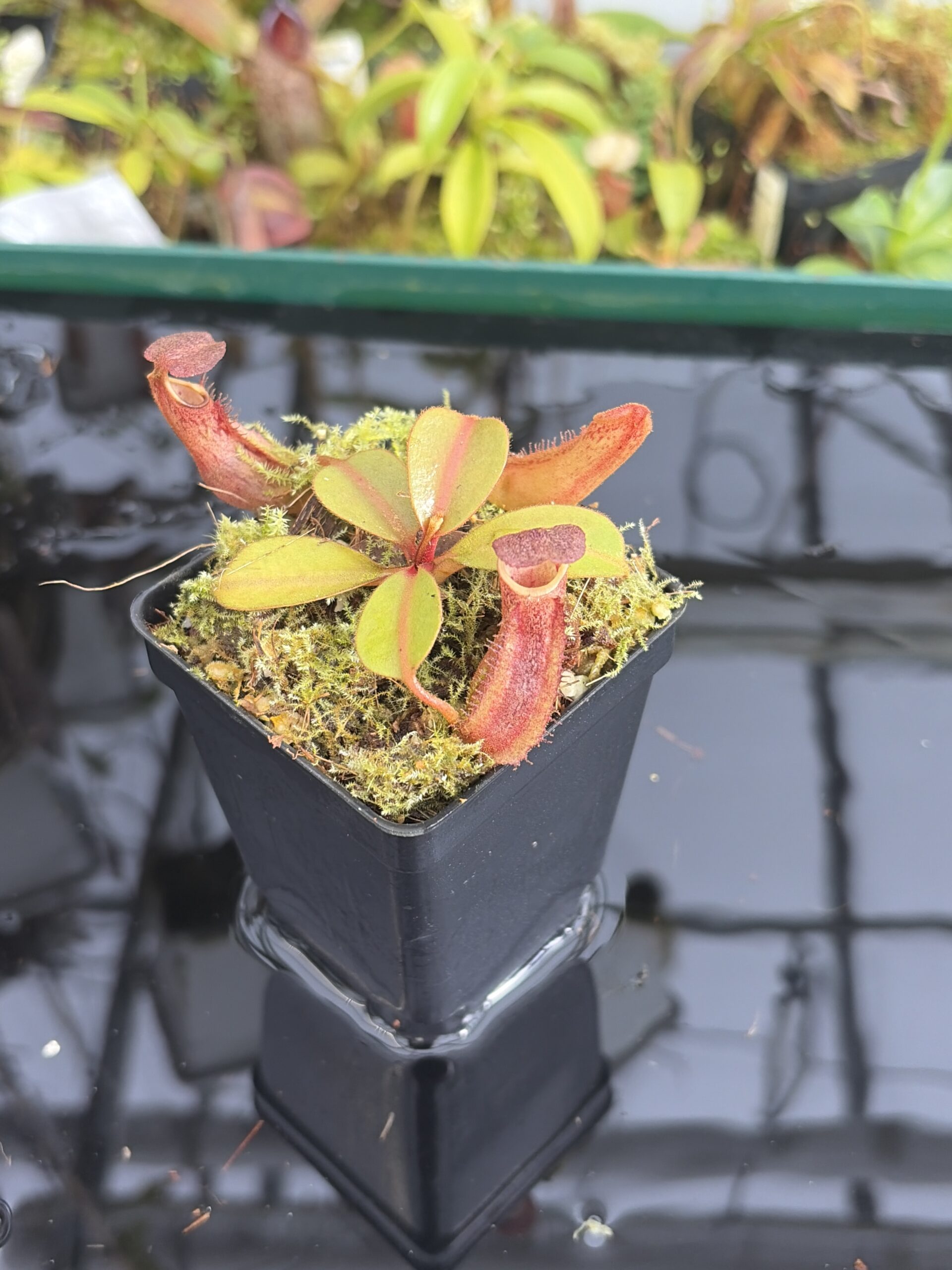 Close Up of Nepenthes dactylifera | Borneo Exotics | BE-3070 | IN27372