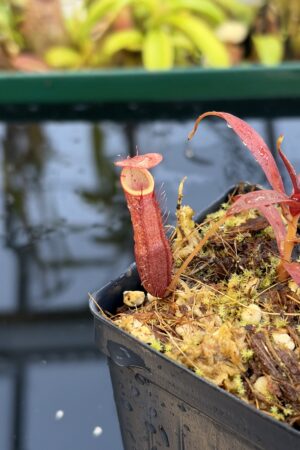 Close Up of Nepenthes densiflora | Borneo Exotics | BE-3837 | H27092