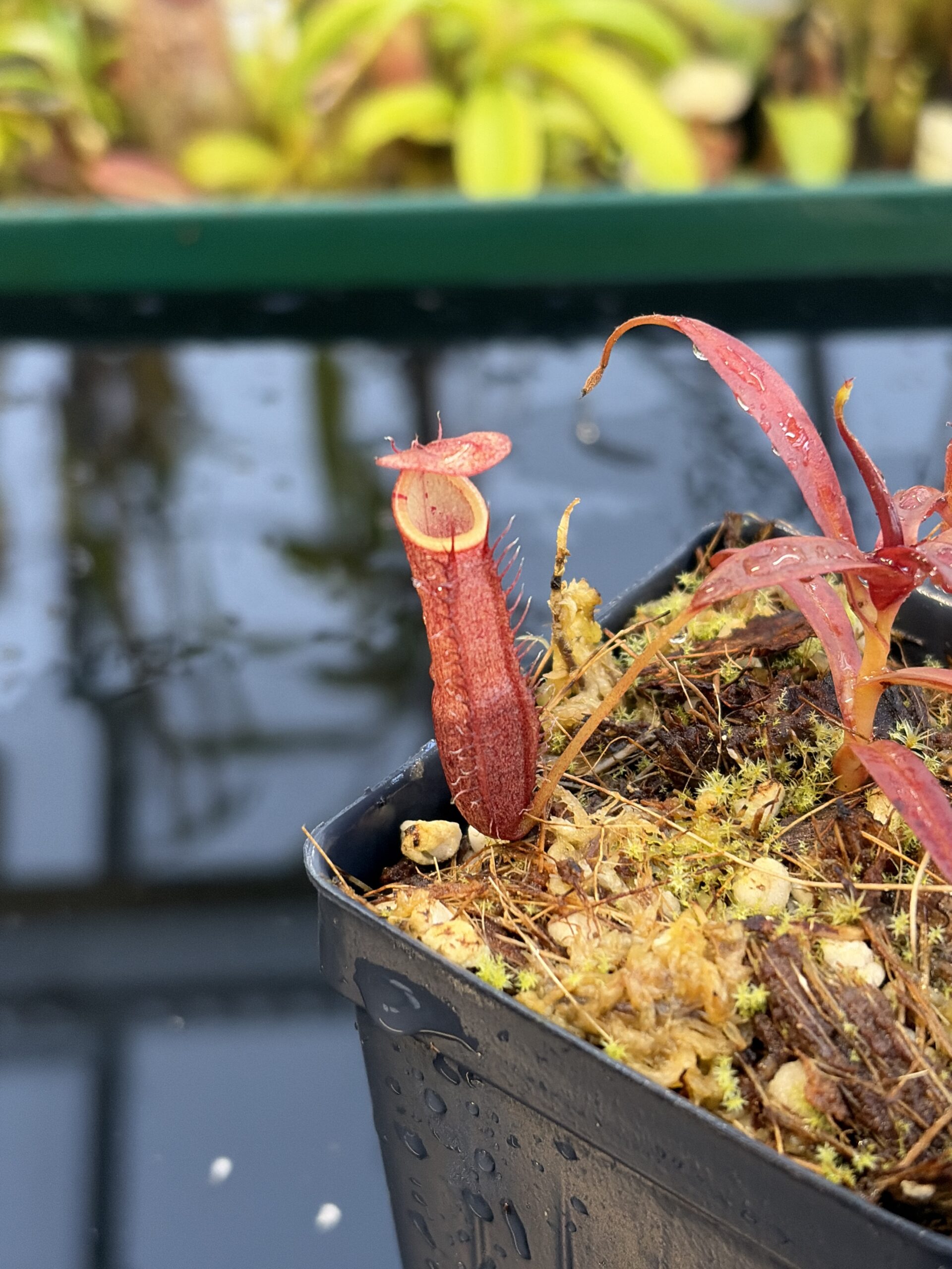Close Up of Nepenthes densiflora | Borneo Exotics | BE-3837 | H27092