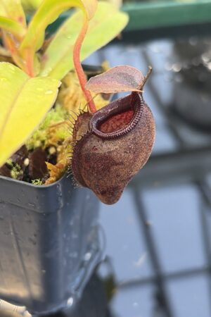 Close Up of Nepenthes densiflora x aristolochioides | Borneo Exotics | BE-4076 | H27086