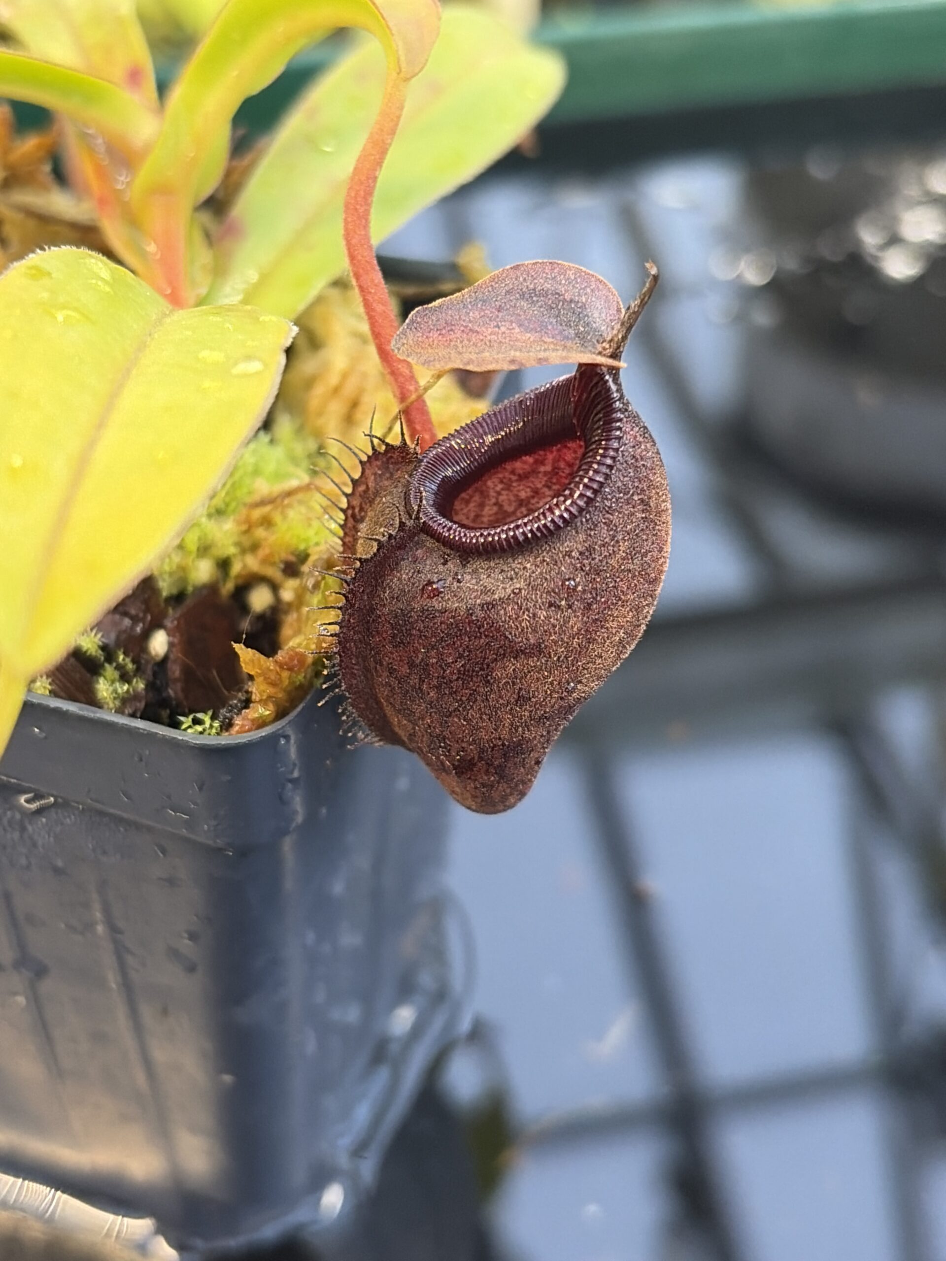 Close Up of Nepenthes densiflora x aristolochioides | Borneo Exotics | BE-4076 | H27086