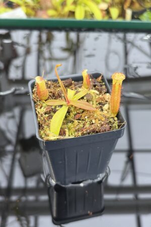 Close Up of Nepenthes densiflora x mollis | Assorted Clones | Jeremiah Harris | JH-455 | H27184