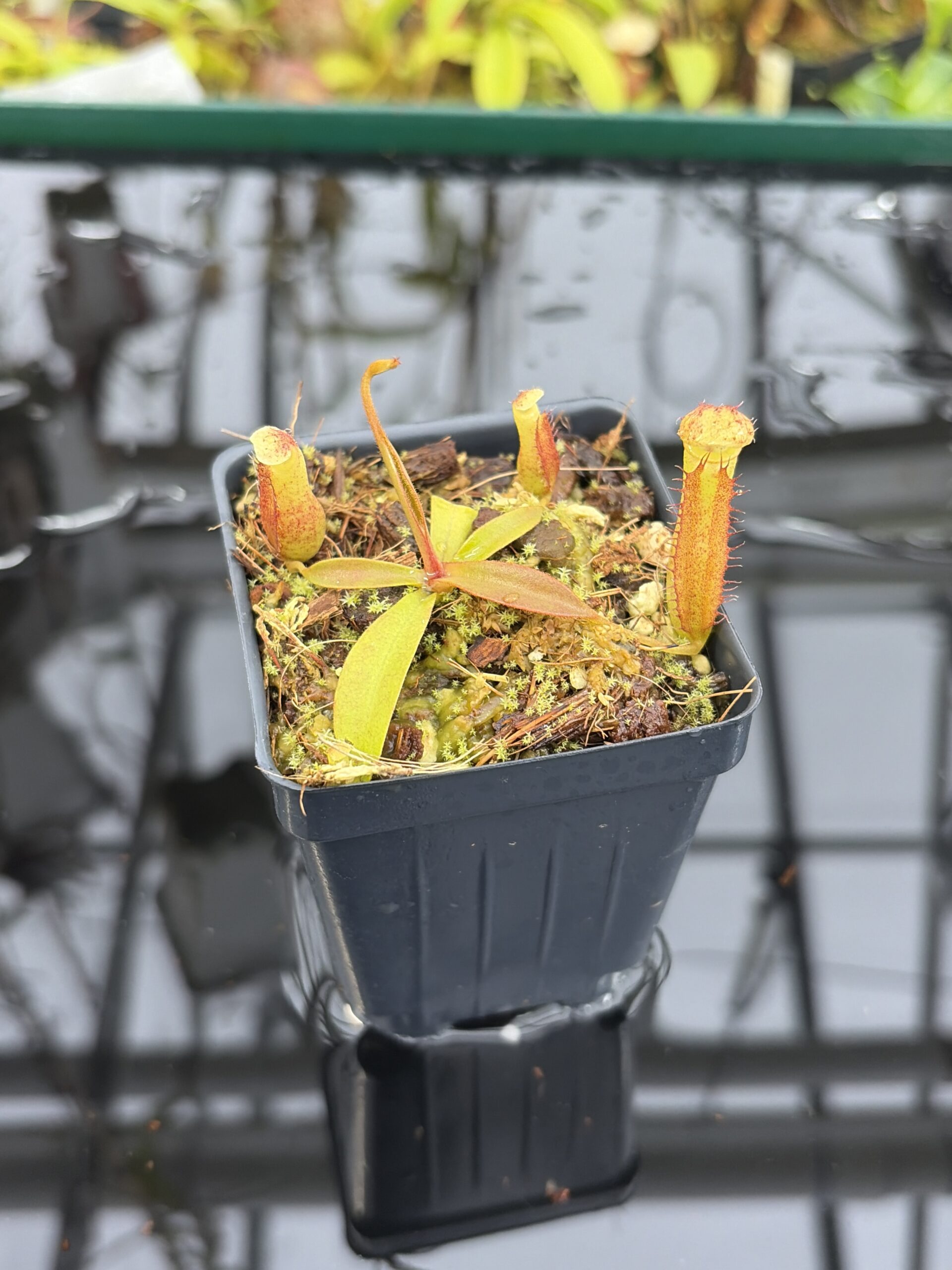 Close Up of Nepenthes densiflora x mollis | Assorted Clones | Jeremiah Harris | JH-455 | H27184