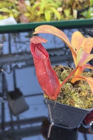Close Up of Nepenthes densiflora x veitchii | Borneo Exotics | BE-4037 | IN27268