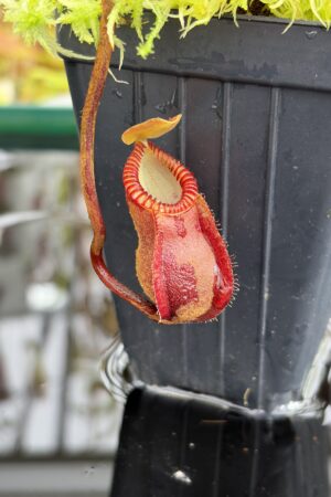 Close Up of Nepenthes diabolica (=Red Hairy Hamata = RHH) | Andreas Wistuba | AW-05 | H27104