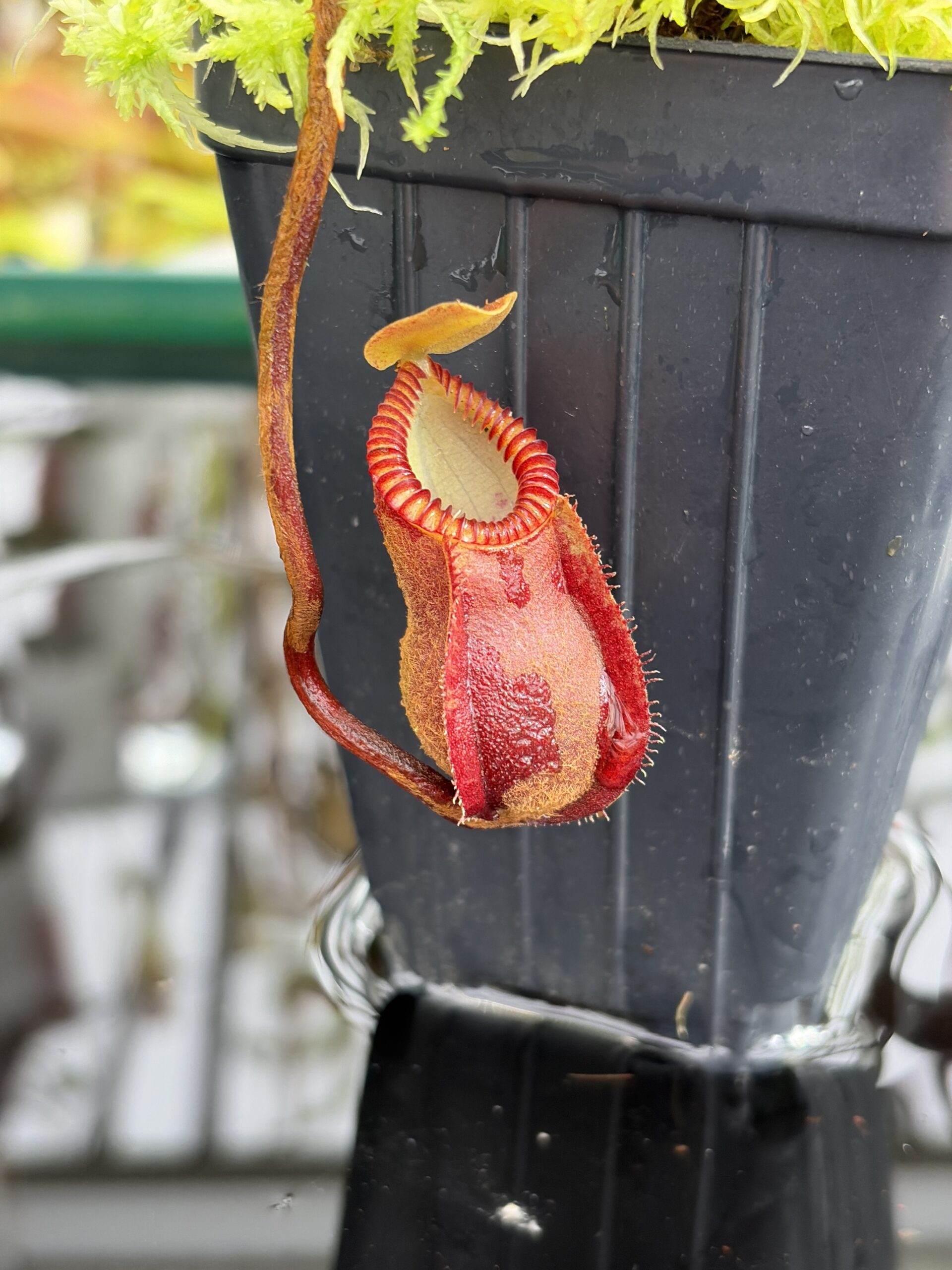 Close Up of Nepenthes diabolica (=Red Hairy Hamata = RHH) | Andreas Wistuba | AW-05 | H27104