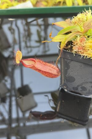 Close Up of Nepenthes diabolica x hamata | Andreas Wistuba | AW-01 | H27432