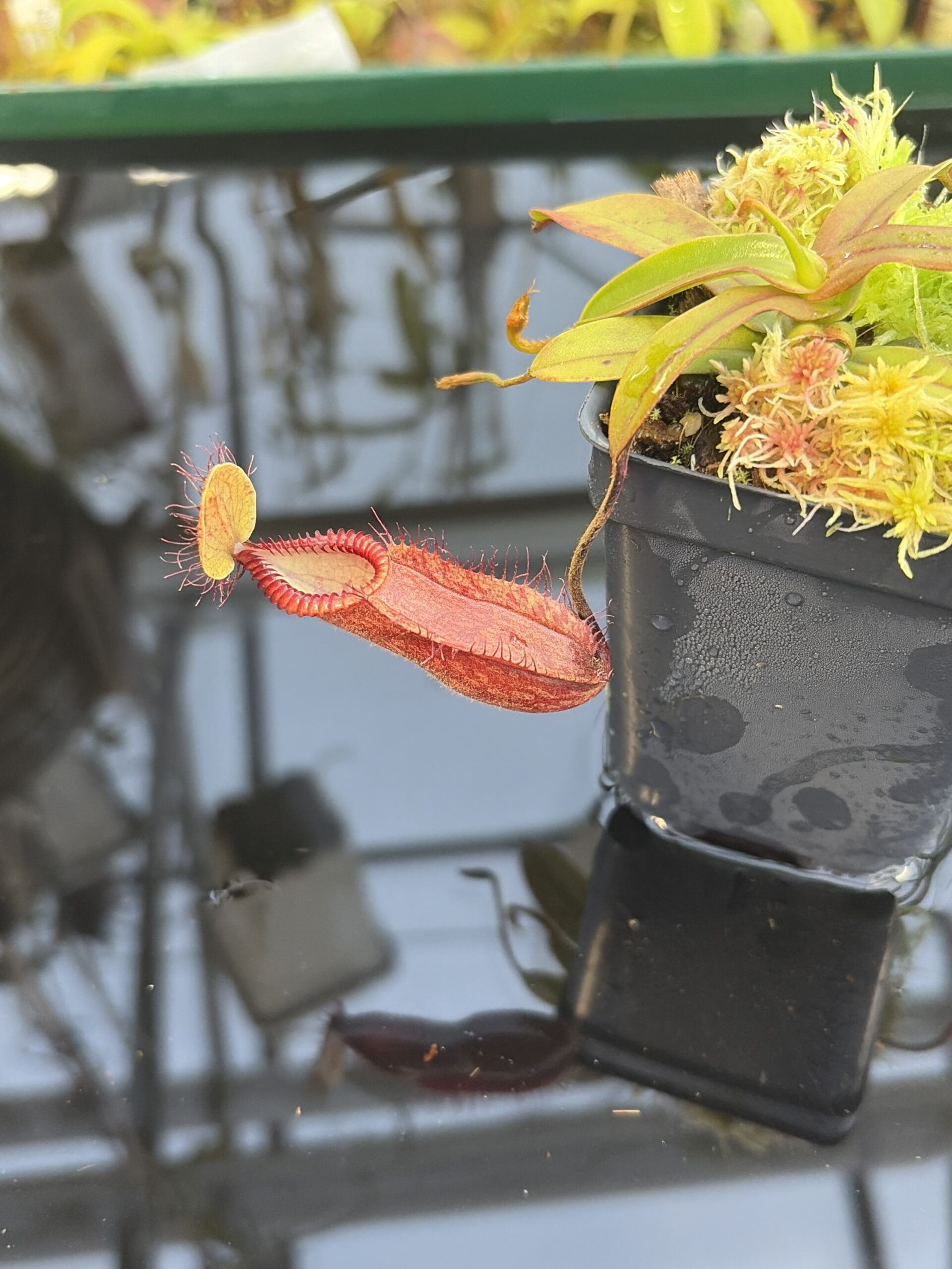 Close Up of Nepenthes diabolica x hamata | Andreas Wistuba | AW-01 | H27432