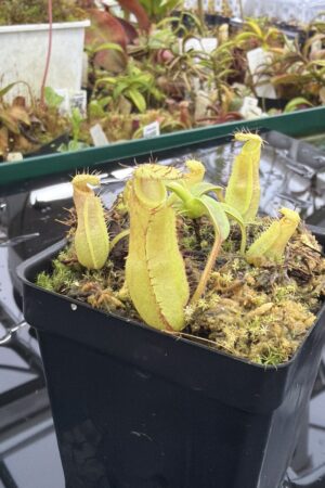 Close Up of Nepenthes (diabolica x hamata) x eymae G. Tambusisi pod. #1 | MKS | Florae | Florae Collaborative | FC-431 | H27171