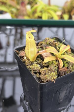 Close Up of Nepenthes (diabolica x hamata) x eymae G. Tambusisi pod. #1 | MKS | Florae | Florae Collaborative | FC-431 | H27172